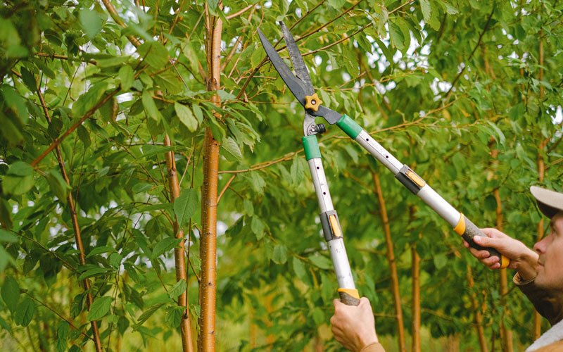 Tree trimming in Maribel, WI